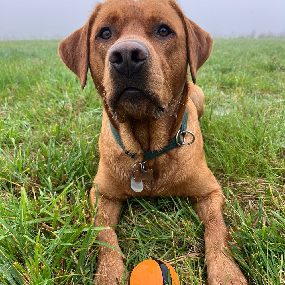 Hundetreffen-Schöner Spaziergang am besten mit Freilaufenden Rüden oder Kastrierten Weibchen-Profilbild