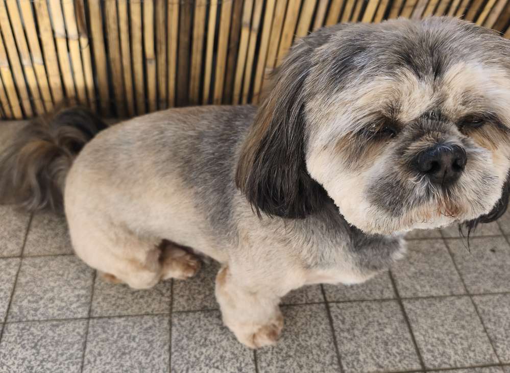 Hundetreffen-Hunderunde kleinere Hunde-Profilbild