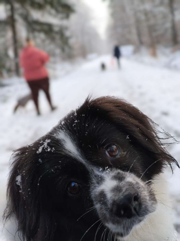Hundetreffen-Social Walk Gruppe-Profilbild