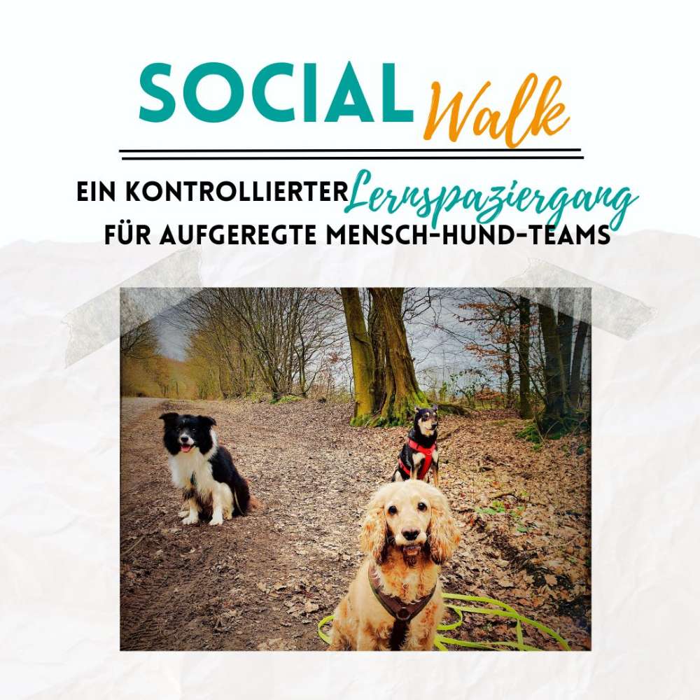 Hundetreffen-Social Walk-Profilbild