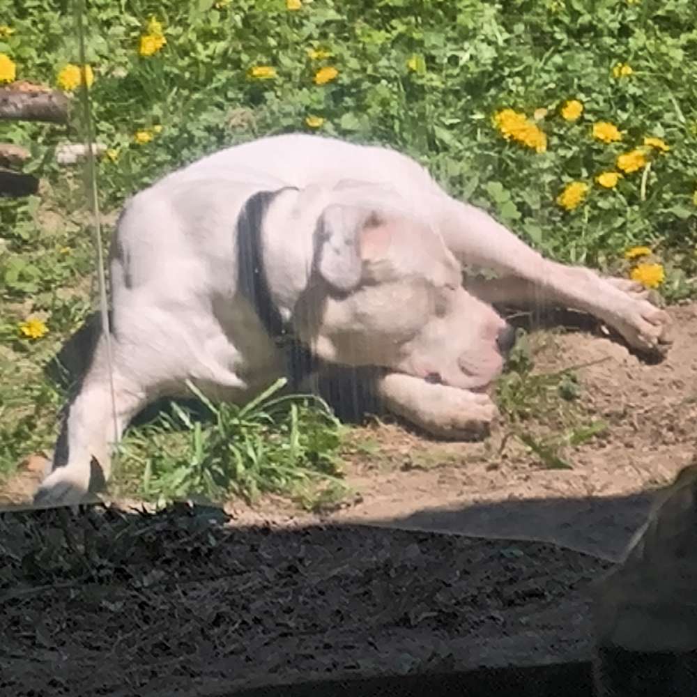 Hundetreffen-Gassi gehen und Spielen-Profilbild