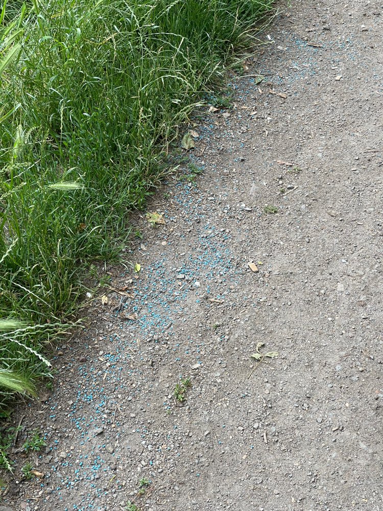 Giftköder-Blaues Korn-Profilbild