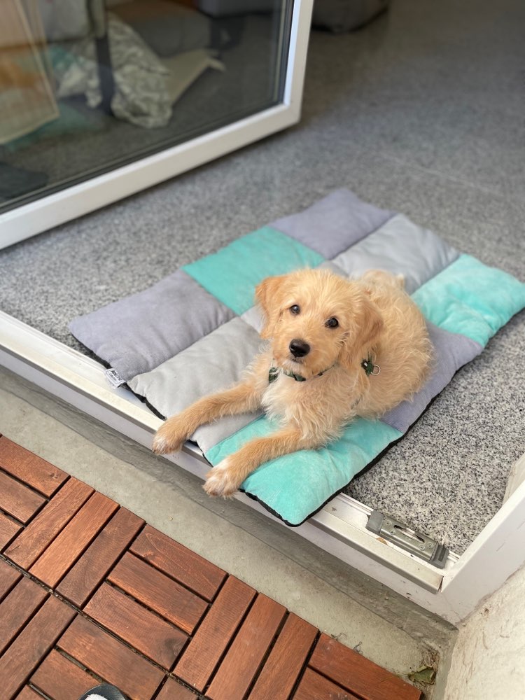 Hundetreffen-Gelassene Hündin für Hundefreundschaft gesucht-Profilbild