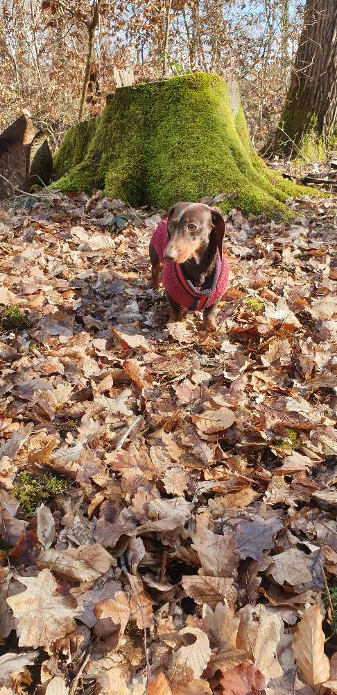 Hundetreffen-Daisy sucht Freunde zum Spielen-Profilbild