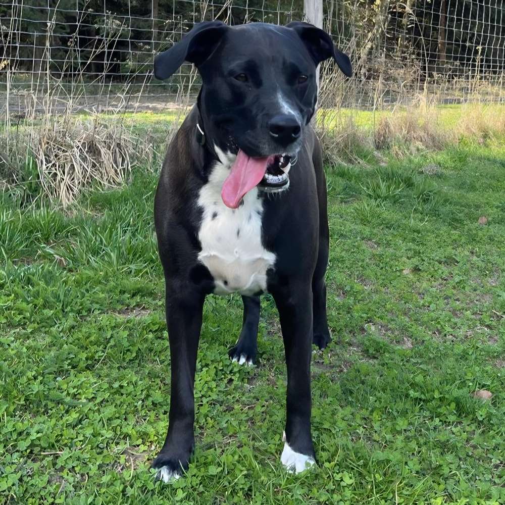 Hundetreffen-Gassi gehen, toben, üben, sonstiges-Profilbild