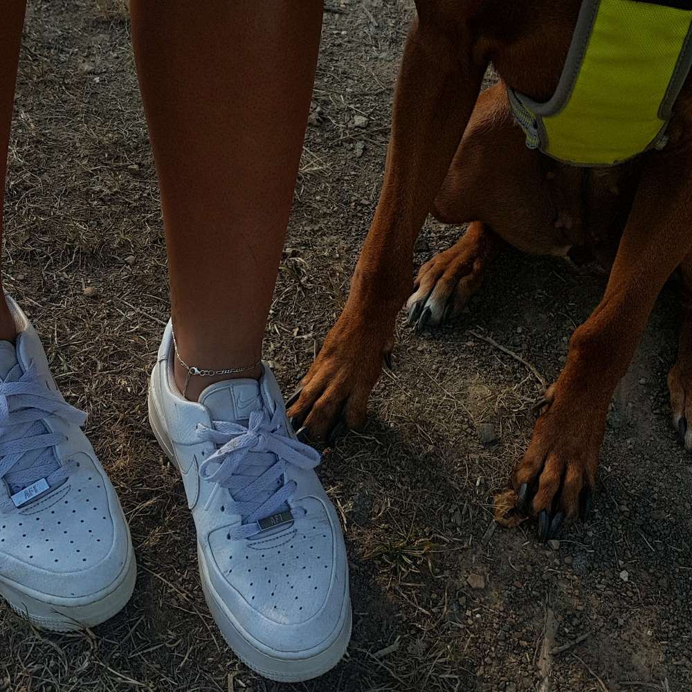 Hundetreffen-Sozialisierungstreffen-Profilbild