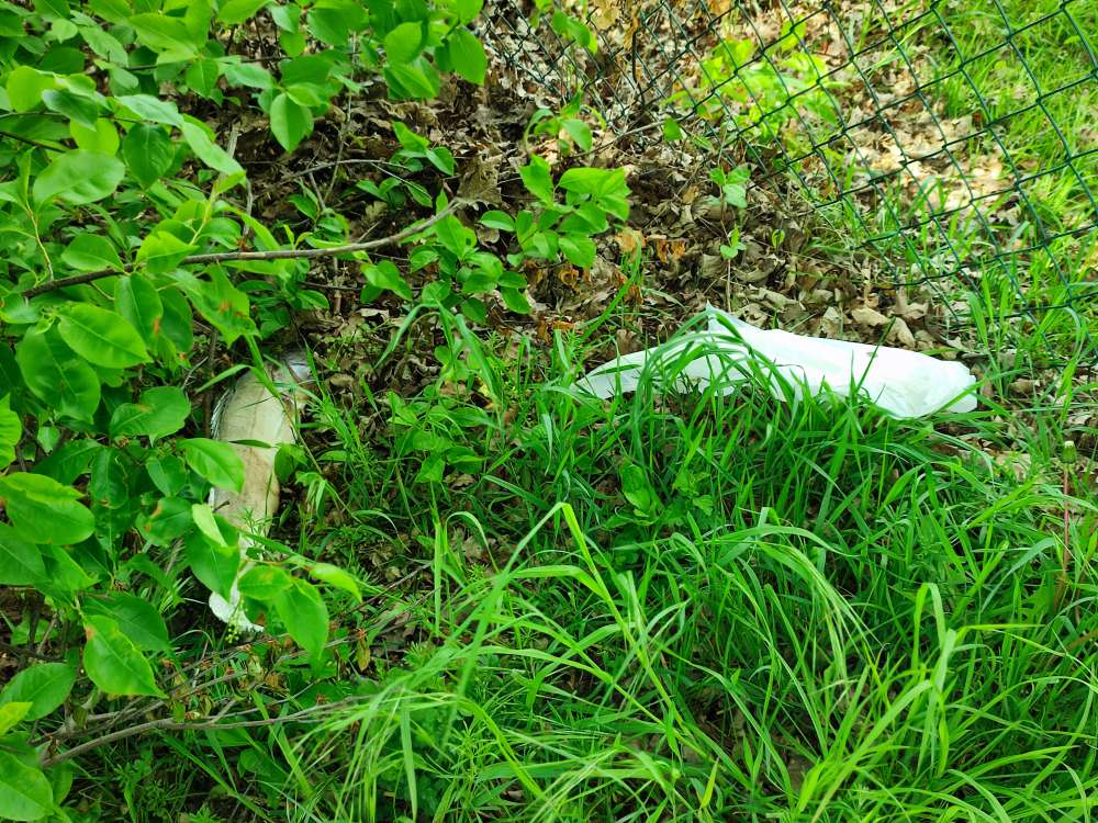 Giftköder-Fischkadaver-Profilbild