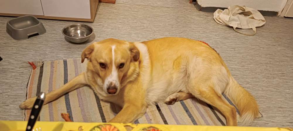 Hundetreffen-Treffen mit anderen Hunden-Profilbild