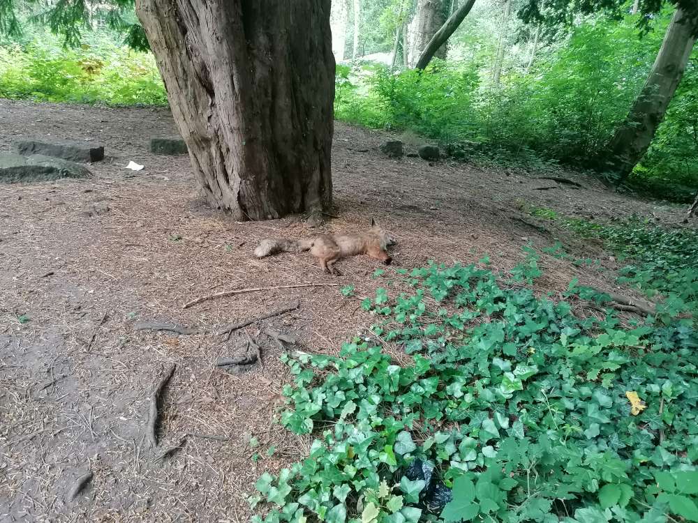 Giftköder-Jungfuchs Kadaver-Profilbild