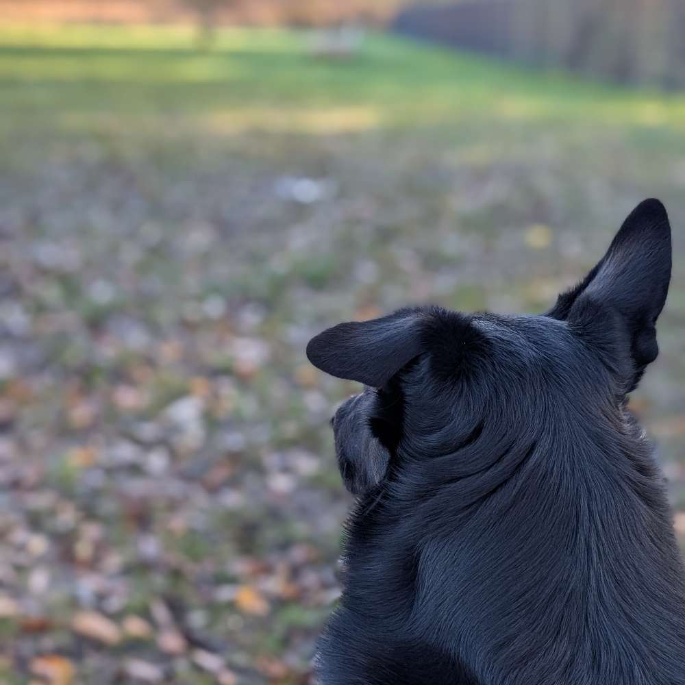 Hundetreffen-Hundespielplatz Wulsdorf-Profilbild