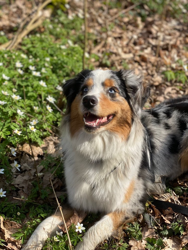 Hundetreffen-Spielrunde und Spaziergang mit Kaami-Profilbild