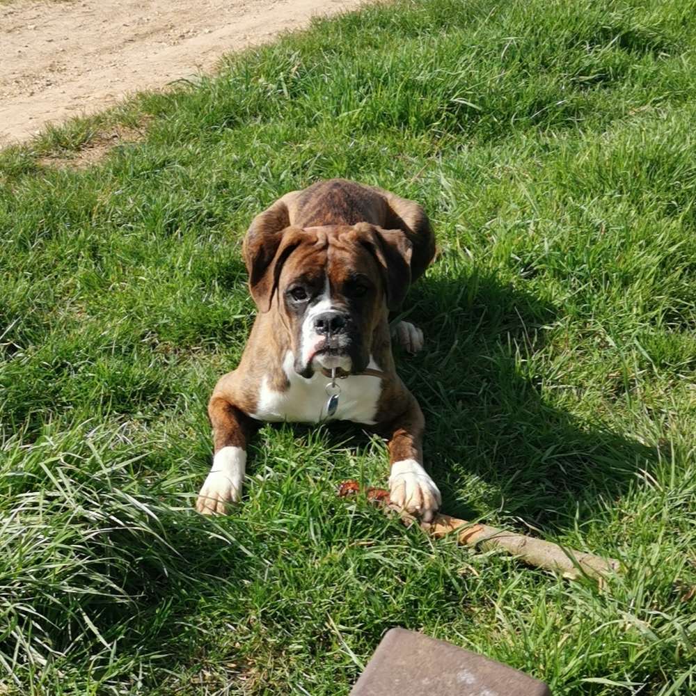 Hundetreffen-Gassirunde zur Sozialisierung-Profilbild