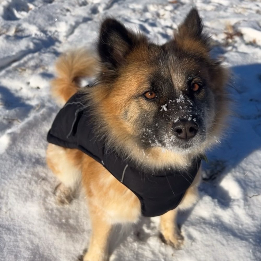 Hundetreffen-Gassirunde-Profilbild