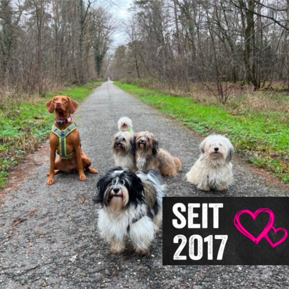 Hundetreffen-Sonntag-Waldspaziergang durch den Hardtwald-Profilbild