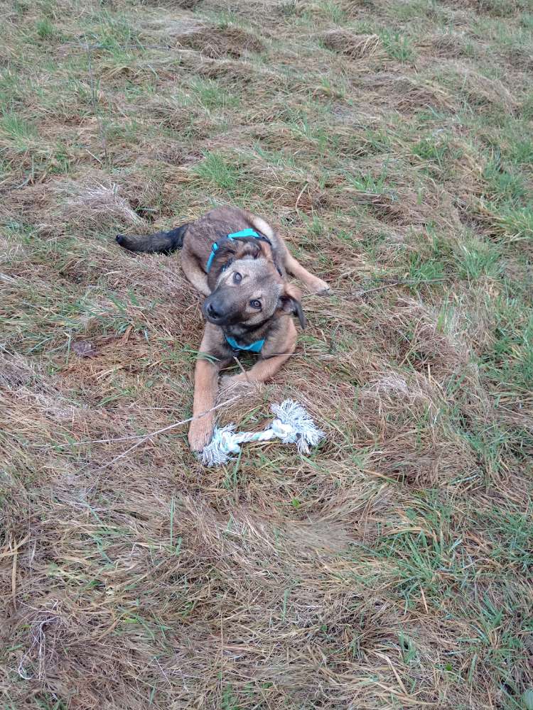 Hundetreffen-Spiel-und Gassifreunde gesucht:)-Profilbild