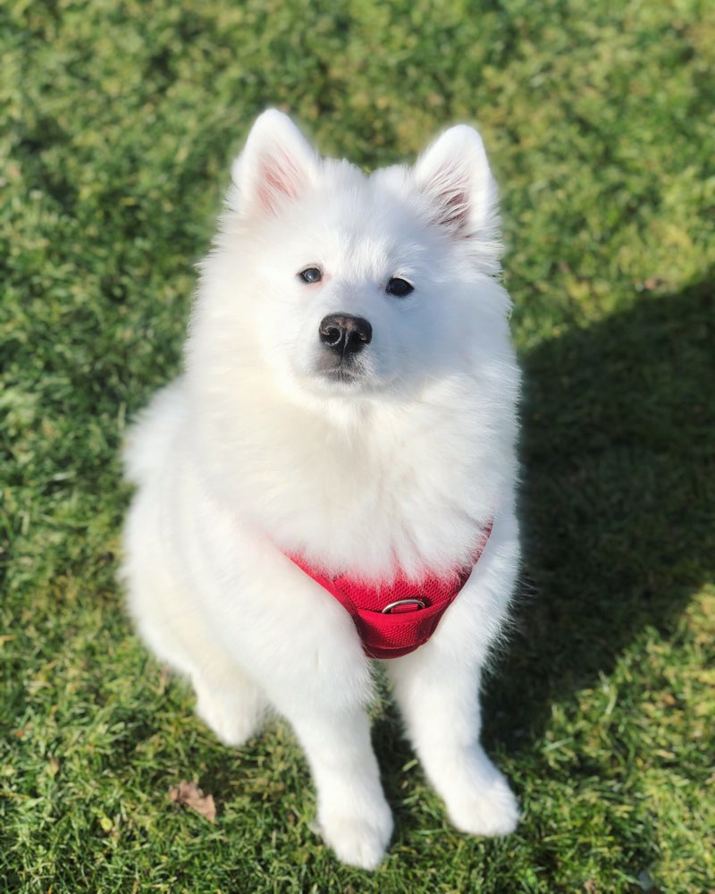 Hundetreffen-Hunde zum spielen gesucht 🐶-Profilbild