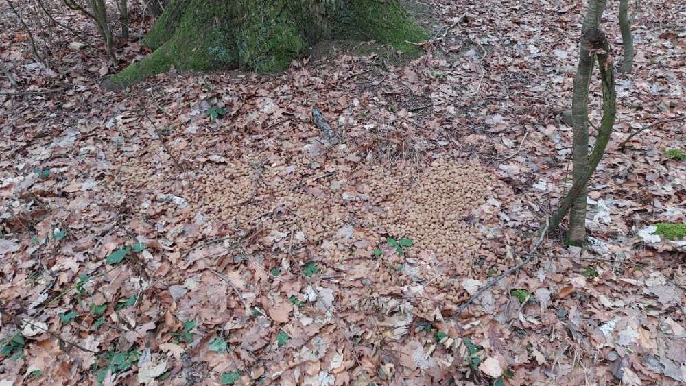 Giftköder-Hundefutter im Wald-Profilbild