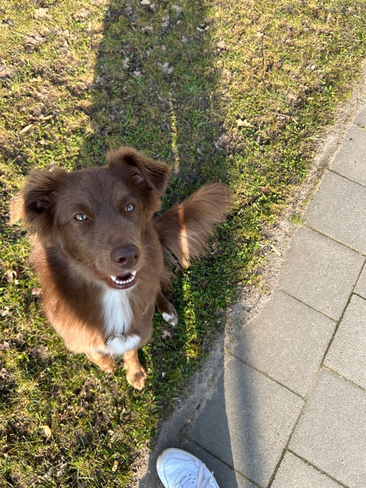 Hundetreffen-Social Walk / Walk&Talk-Profilbild