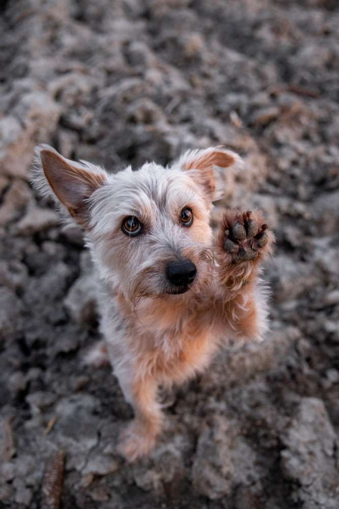 Hundetreffen-Gesellschaft für Feierabend-Spaziergänge & Wanderungen-Profilbild