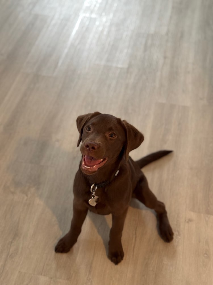 Hundetreffen-Lia sucht noch einen Spielfreund-Profilbild