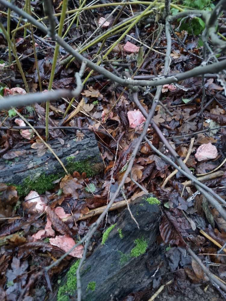 Giftköder-Giftköder Verdacht-Profilbild