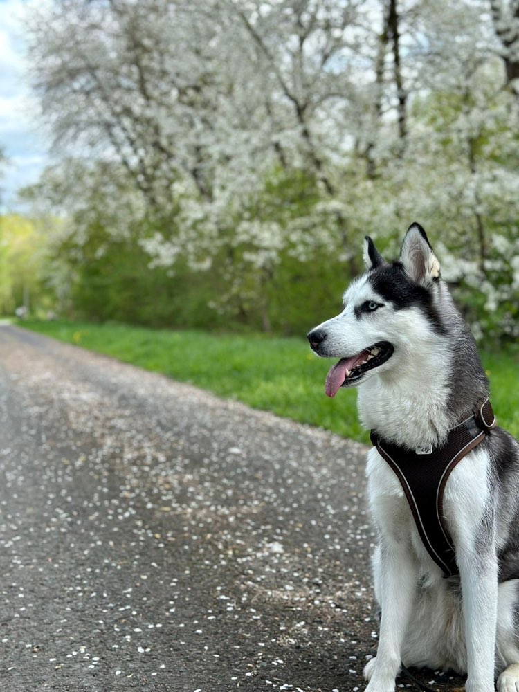 Hundetreffen-Mila sucht Spielgefährten-Profilbild