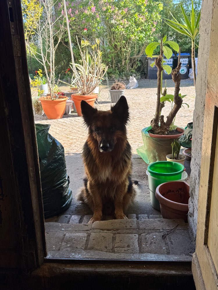 Hundetreffen-Reaktiver Schäferhund will Lernen-Profilbild