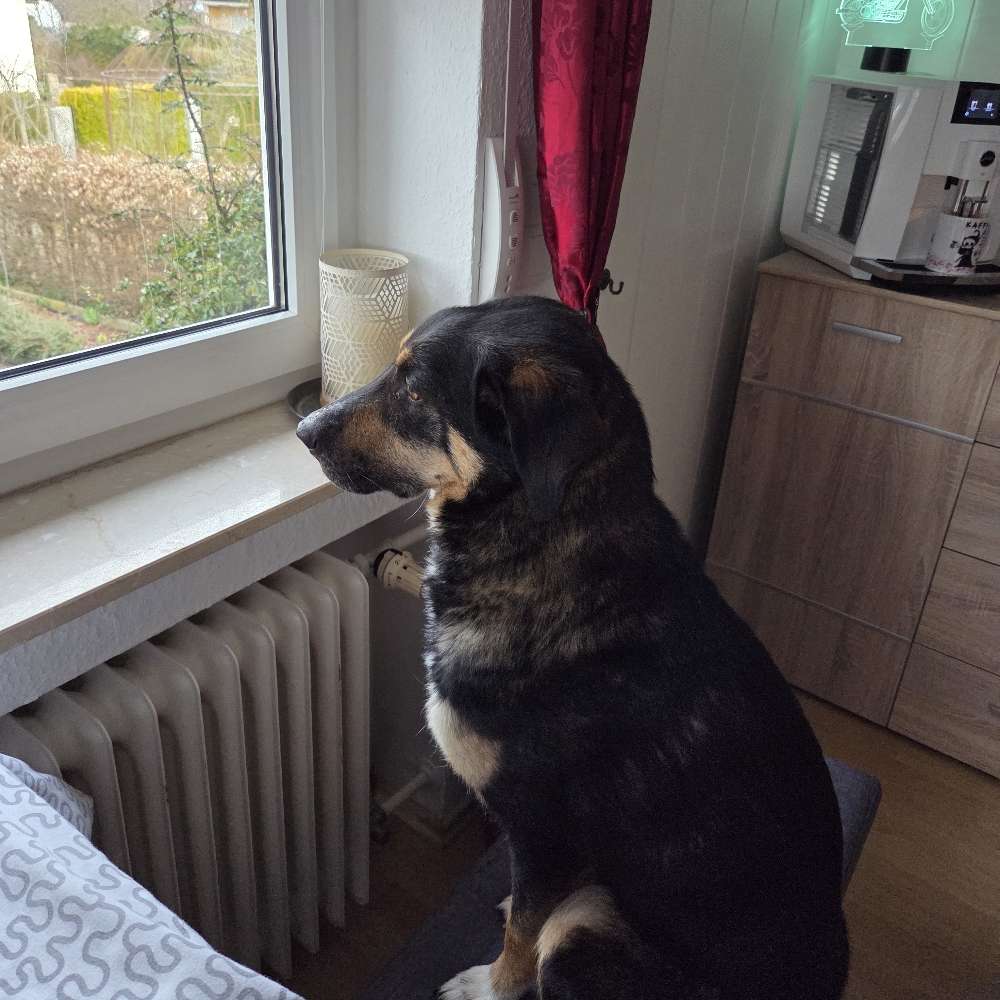 Hundetreffen-Gassipartner gesucht-Profilbild