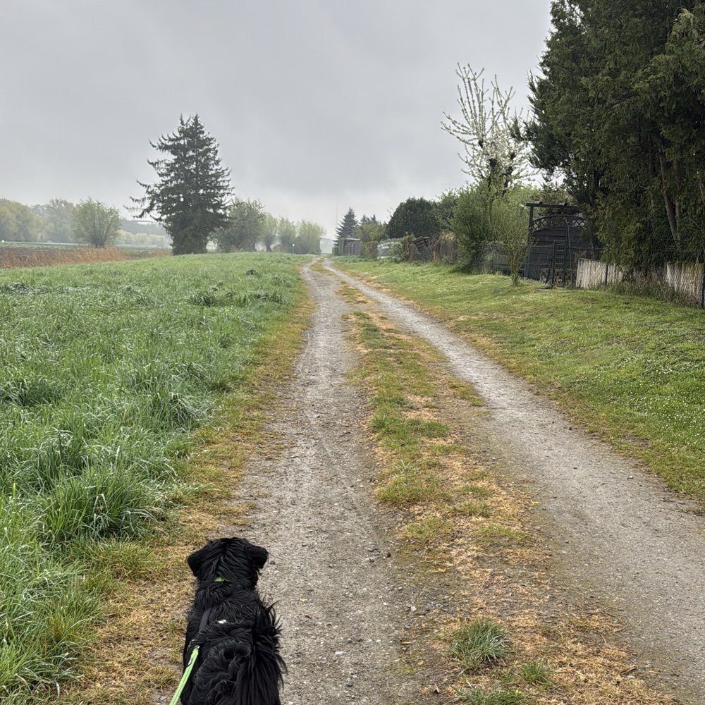 Hundetreffen-Gassirunden und Spielpartner-Profilbild