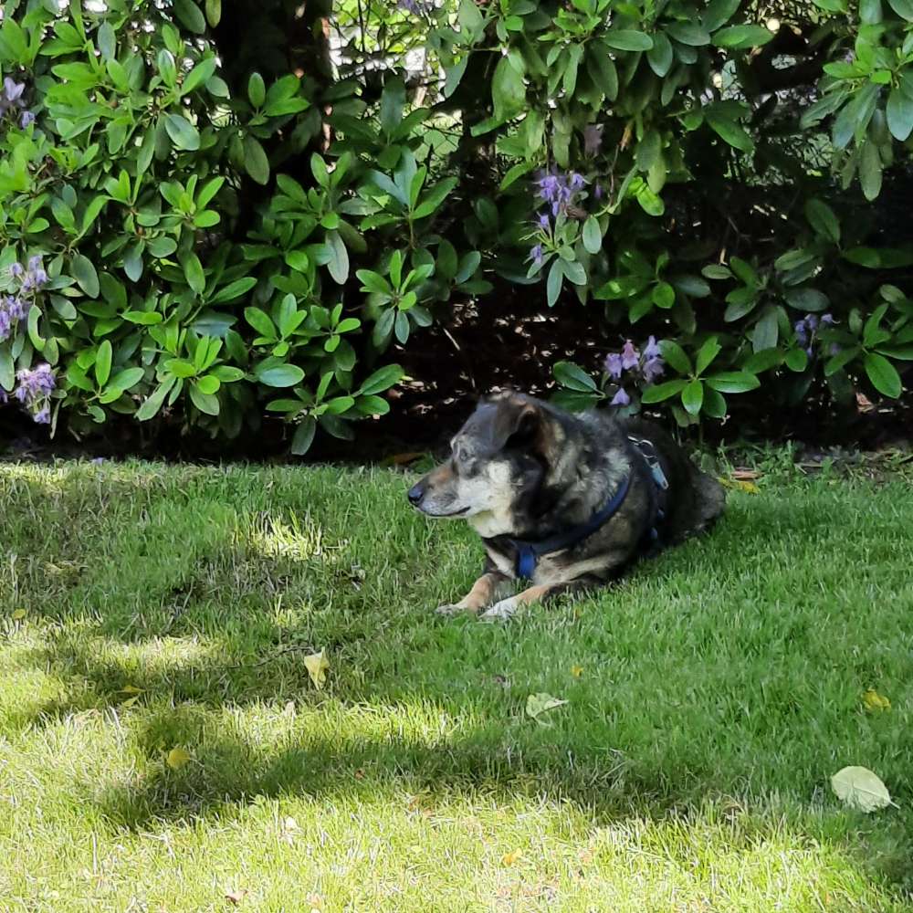 Hundetreffen-Titus sucht Begleitung-Profilbild