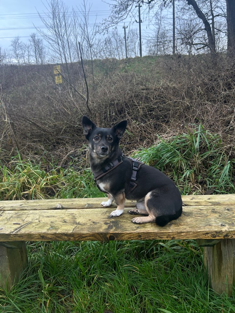Hundetreffen-Spazieren gehen und Spielen-Profilbild