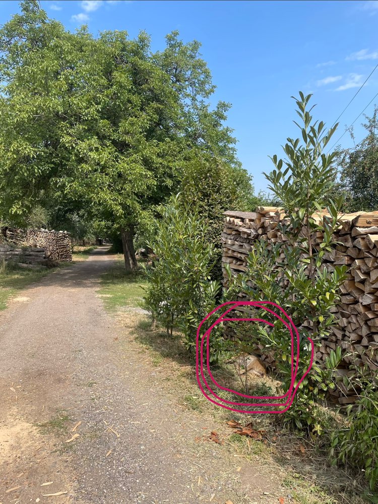 Giftköder-Totes Wildschwein-Profilbild
