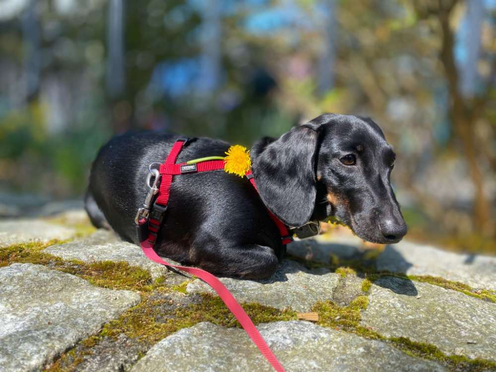 Hundetreffen-Playdates und Spaziergänge-Profilbild