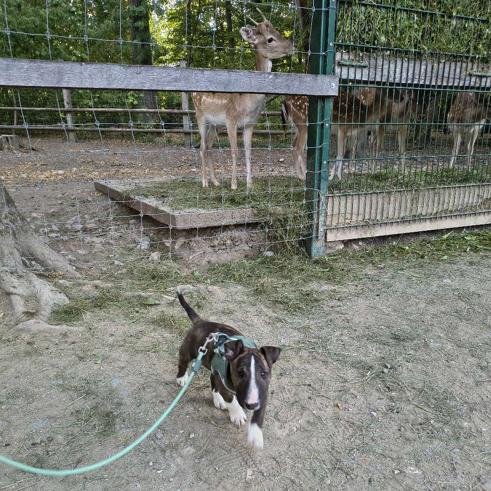 Hundetreffen-Welpentreffen-Profilbild