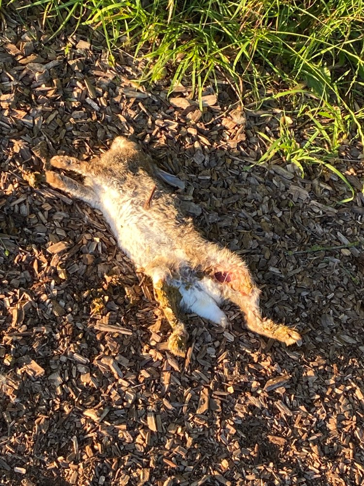 Giftköder-Tierkadaver (totes Kaninchen)-Profilbild