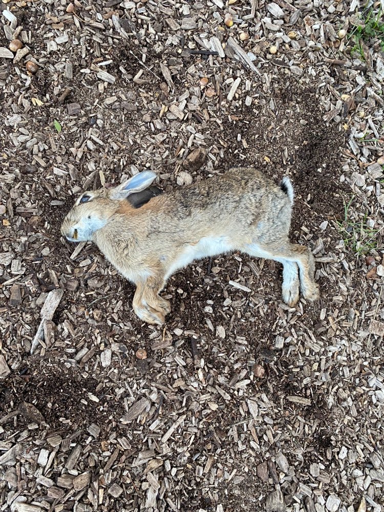 Giftköder-Tierkadaver-Profilbild