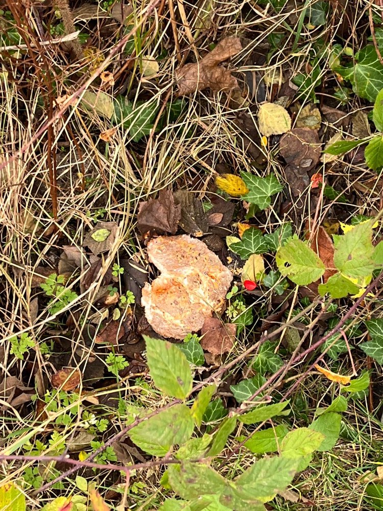 Giftköder-Verdacht Giftköder-Profilbild