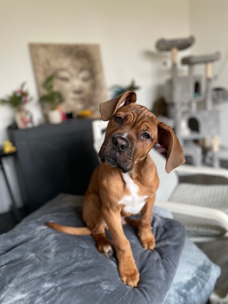 Hundetreffen-Welpen/Hunde Treff zum toben/Gassi gehen-Profilbild