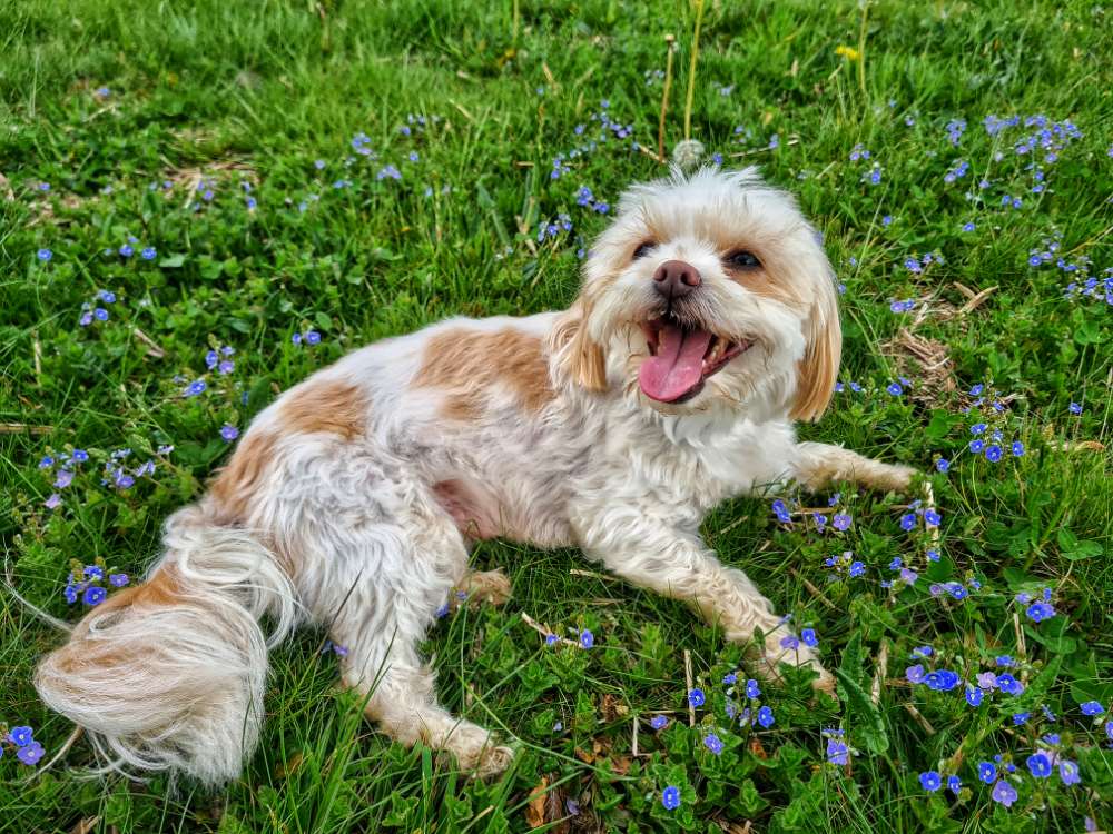 Hundetreffen-Hundetreffen in Düsseldorf am liebsten in Ludenberg-Profilbild