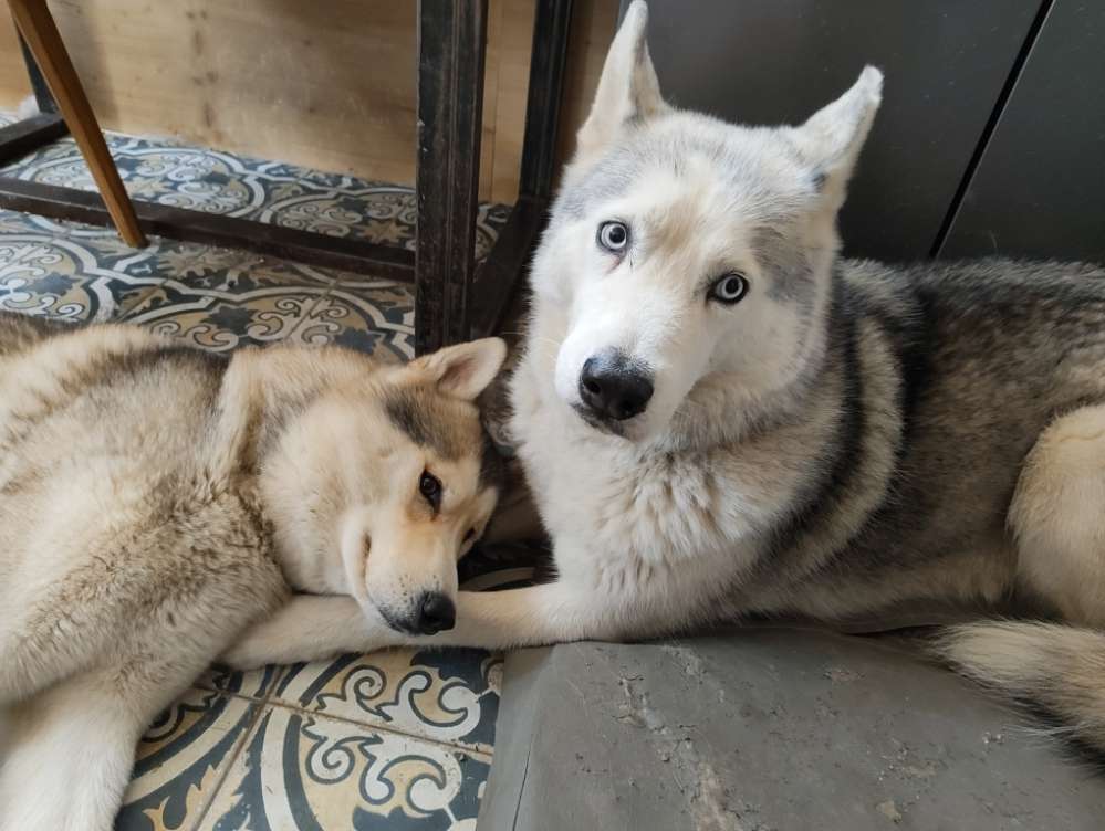 Hundetreffen-Gemeinsame Spielrunden mit der Chaotengang-Profilbild