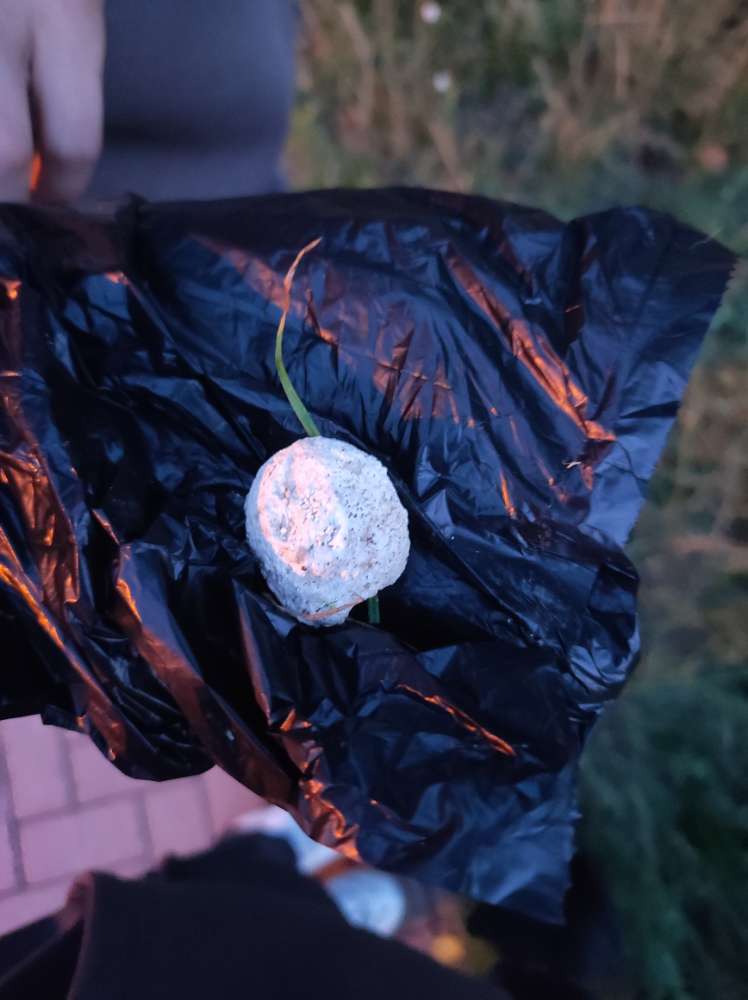 Giftköder-Giftköder-Profilbild