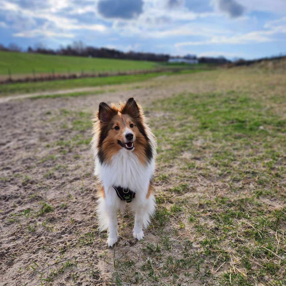 Hundetreffen-Sheltie-Spielen-Profilbild