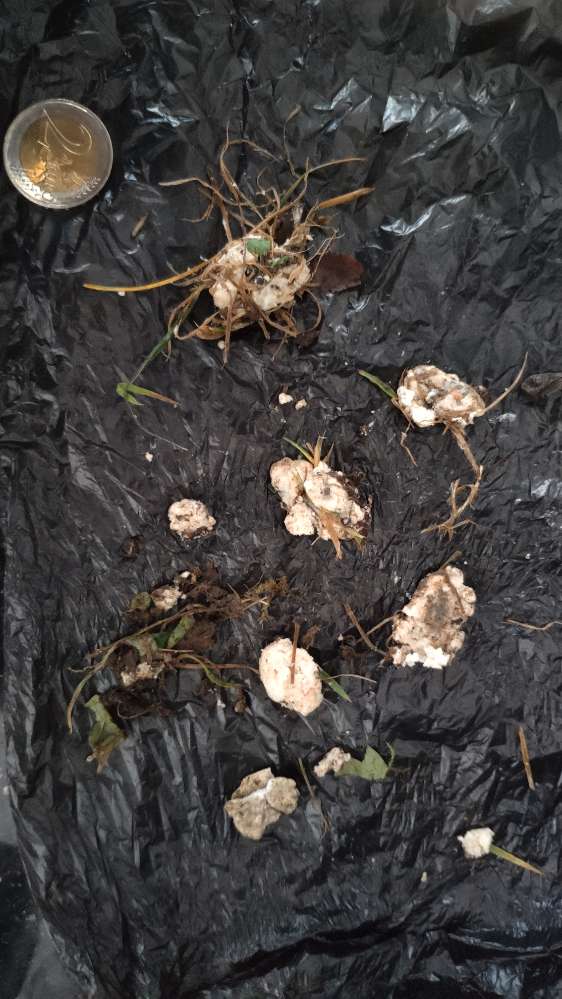 Giftköder-Weiße Masse (in den Boden gedrückt)-Profilbild