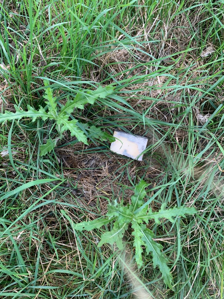 Giftköder-Verschimmelter Käse-Profilbild