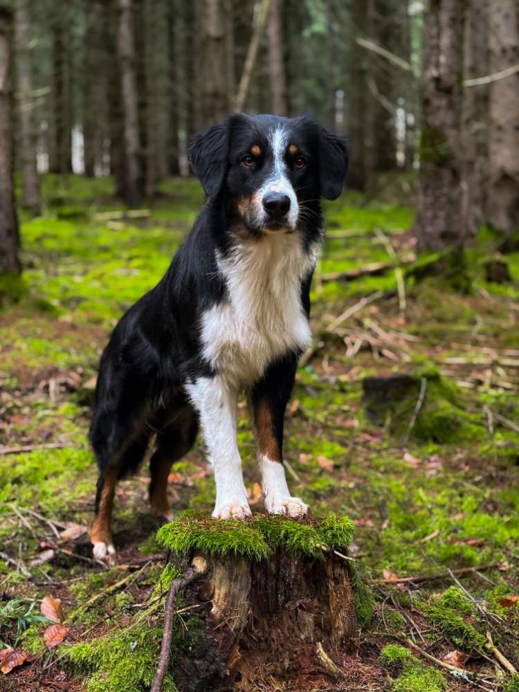 Hundetreffen-Gemeinsame Spaziergänge-Profilbild