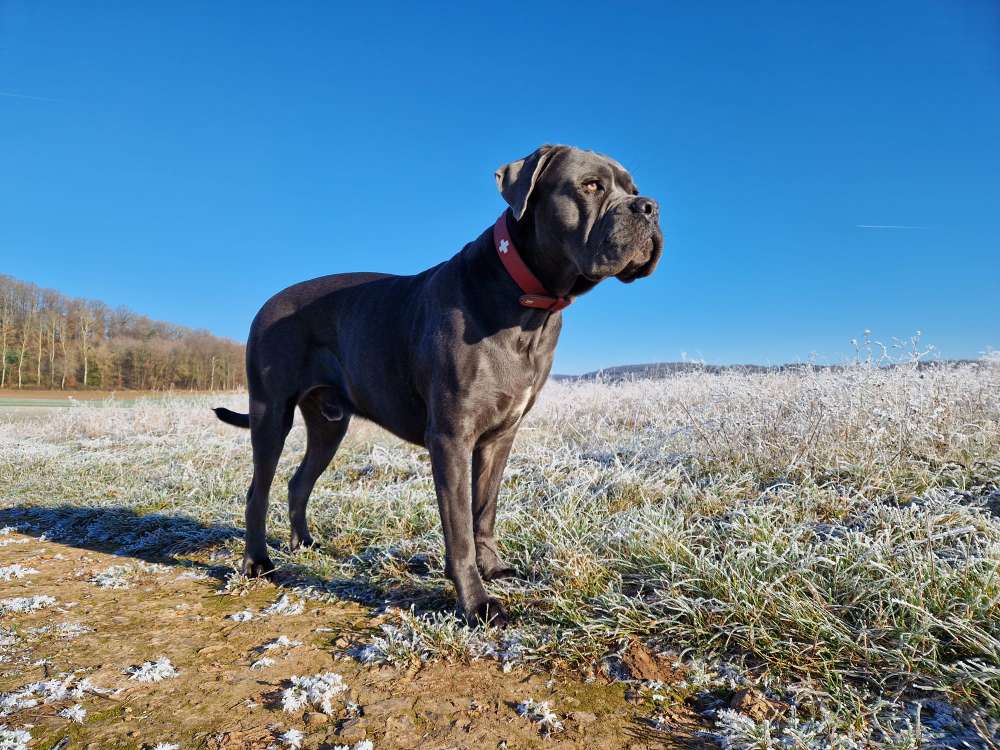 Hundetreffen-Trainingstreffen Hundebegnungen ohne Kontakt-Profilbild