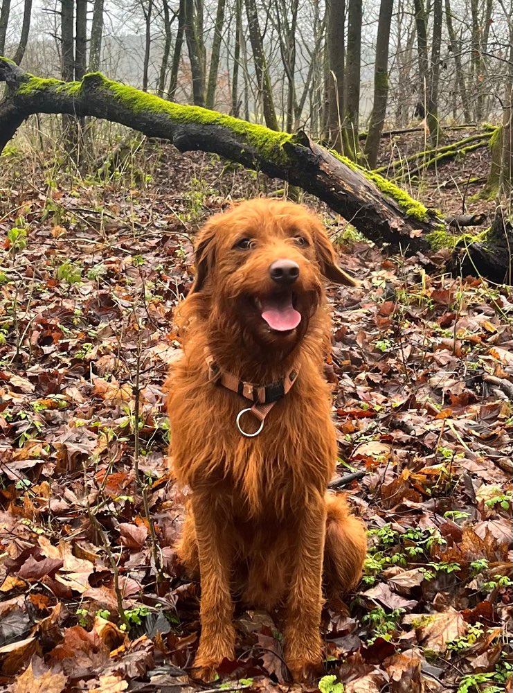 Rote Fellnasen🐕🎈 Banner