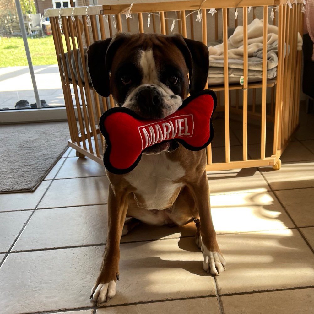 Hundetreffen-Boxer Dame 3J. Sucht Spielepartner-Profilbild