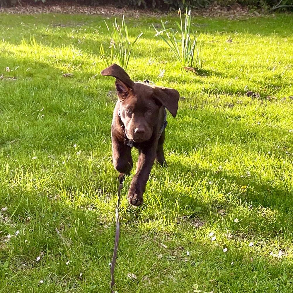 Hundetreffen-Spielpartner gesucht 🫶🏻-Profilbild