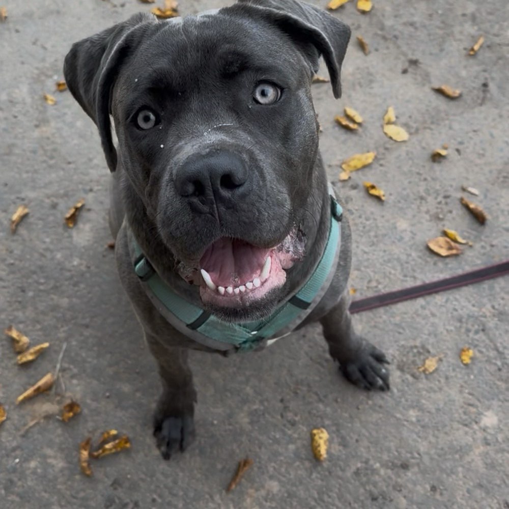 Hundetreffen-Spazieren gehen und spielen:)-Profilbild